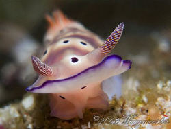 "Up close and personal" (Risbecia tryoni) - Sangean islan... by Marco Waagmeester 